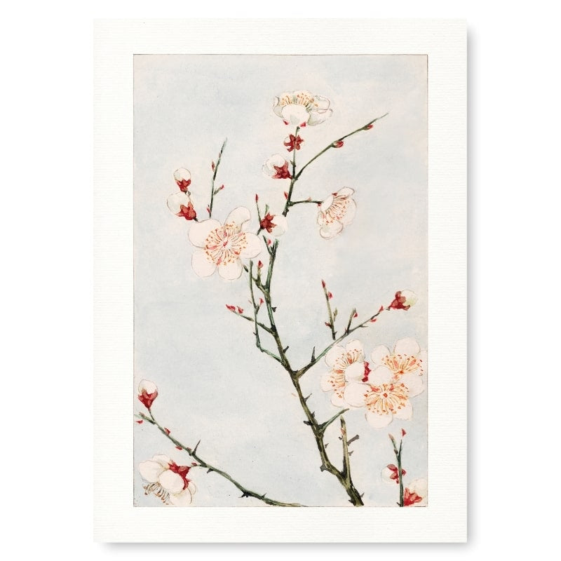 Japanese Plum Blossom Print - A3