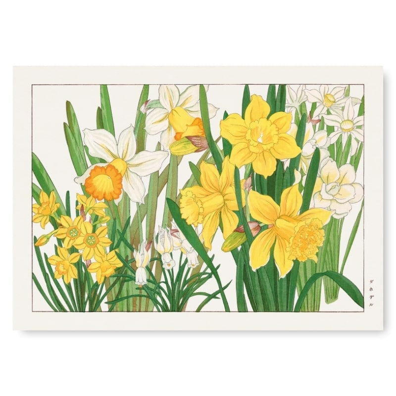 Japanese Woodblock Print - Daffodil Flower A3