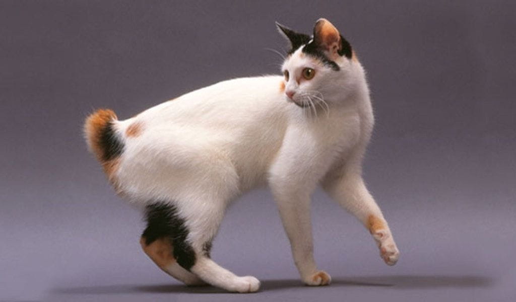 Japanese bobtail cat