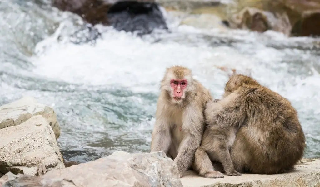 Jigokudani in Yamanouchi snow monkeys
