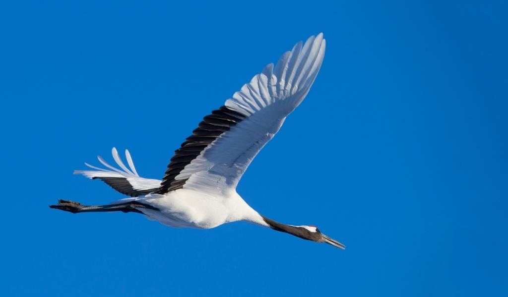 The Japanese crane
