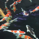 koi fish