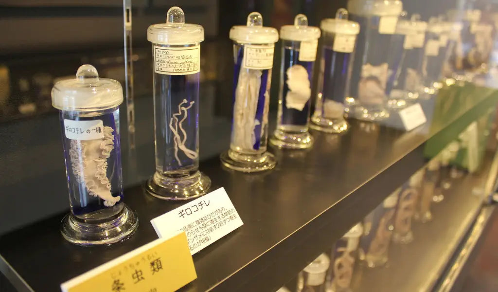 museum of parasites