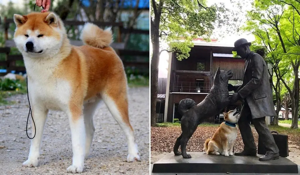 akita inu
