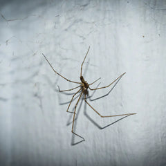 spider