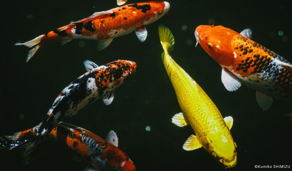 koi fish