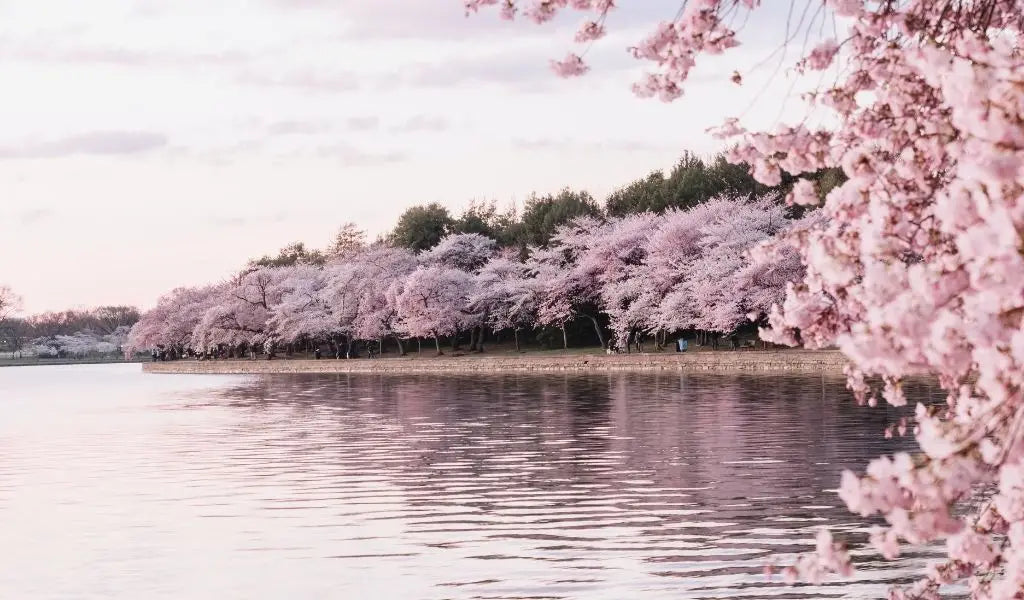 Annual blooming of the cherry blossom trees in Washington, DC