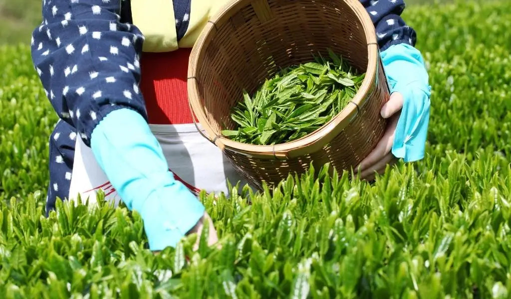 tea picking in japan