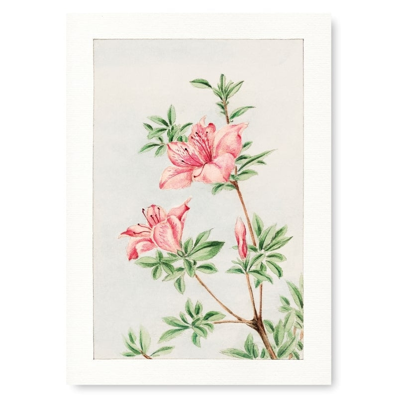 Japanese Azalea print - A3