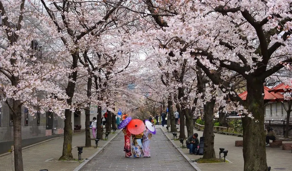 Women in kimono and sakura blossoms