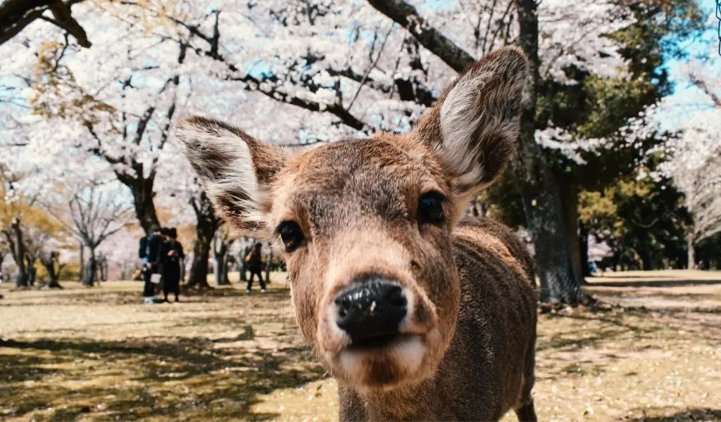 Celebrate Hanami in Nara