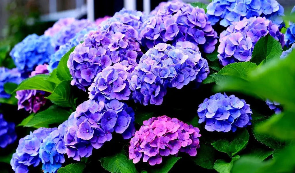 hydrangeas