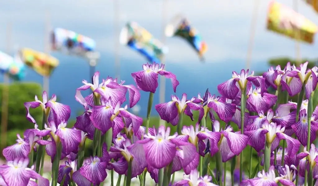 festival of the iris