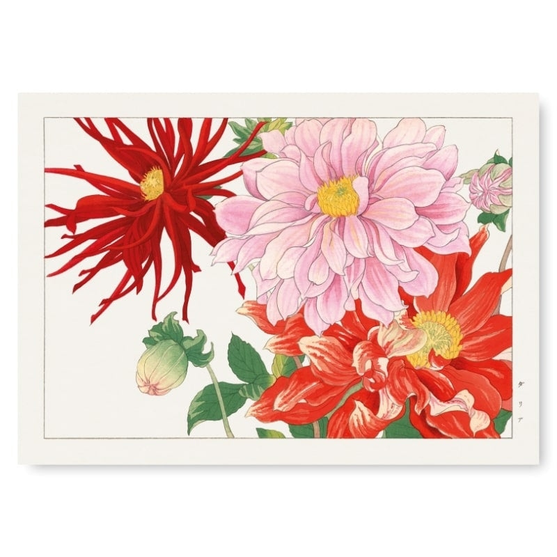 Japanese Woodblock Print - Dahlia Flower A3
