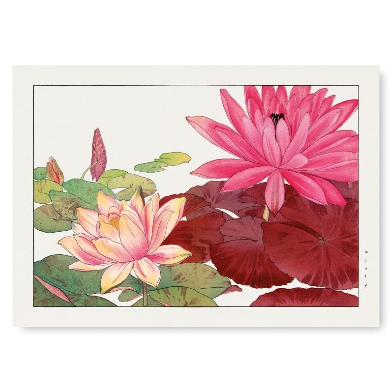Japanese Woodblock Print - Nymphaea Lotus A3