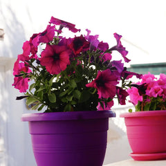 potted flowers