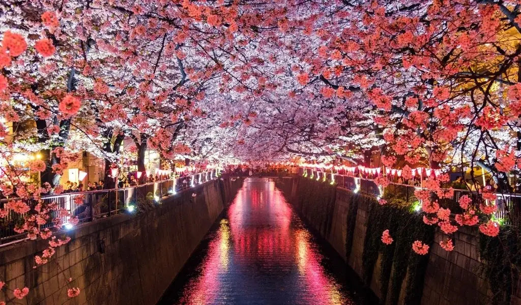 sakura above the Meguro River in Tokyo