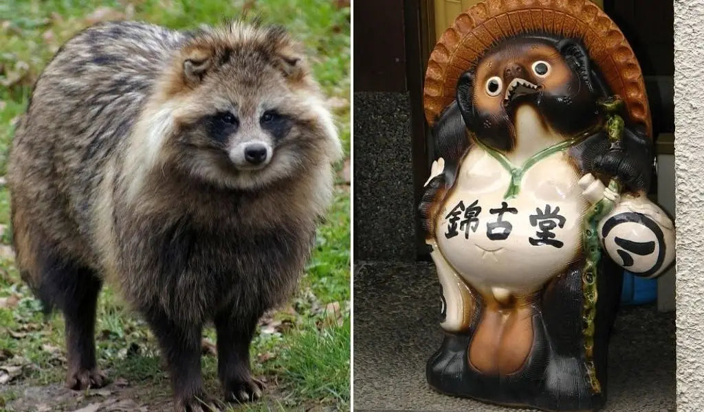 tanuki