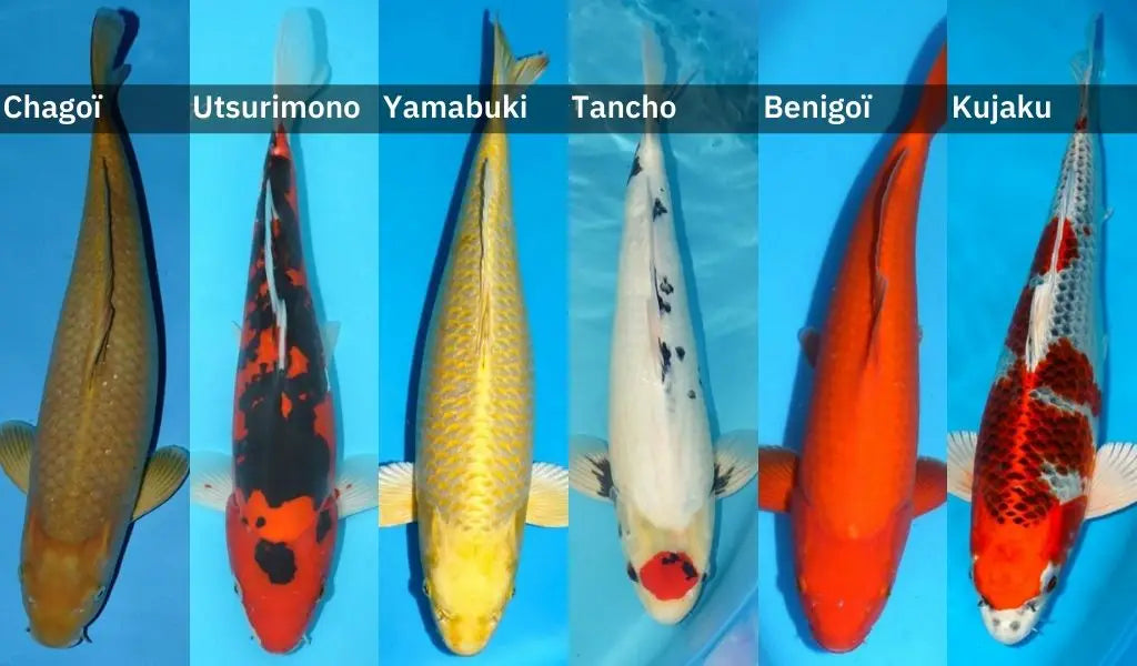 koi varieties